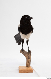 Common magpie Pica pica whole body 0001.jpg